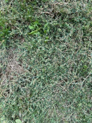 Prostrate Knotweed