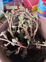 Purslane