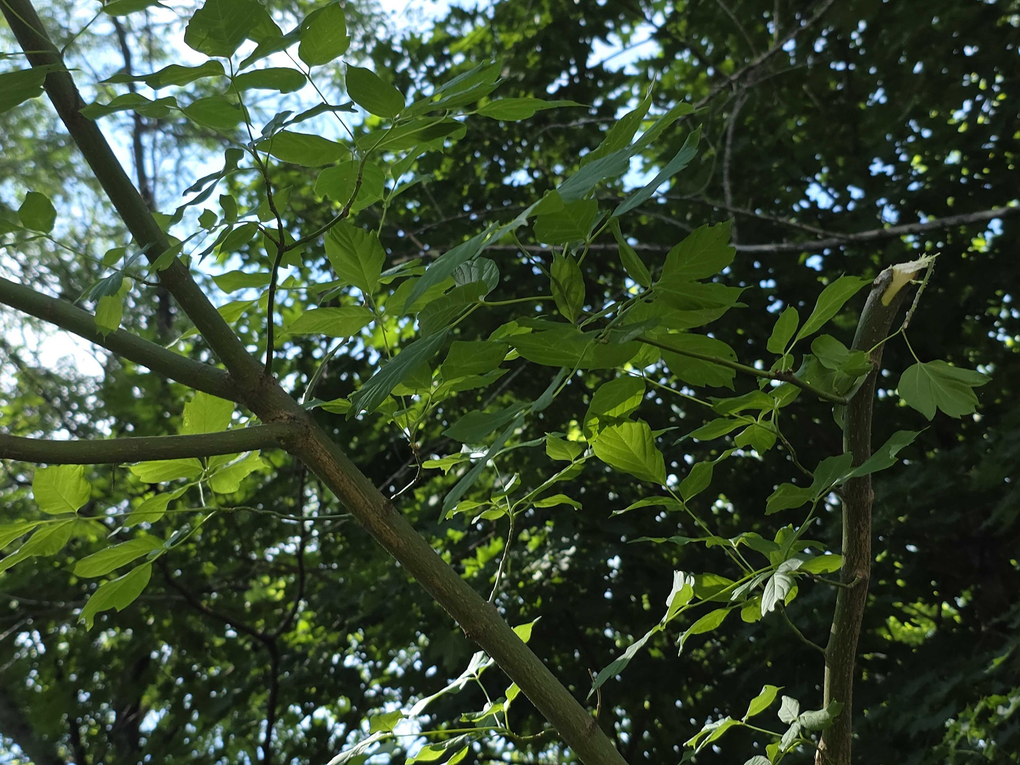 Boxelder