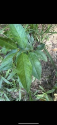 Possibly a young Peach tree