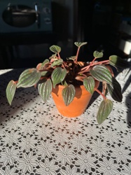 Peperomia caperata