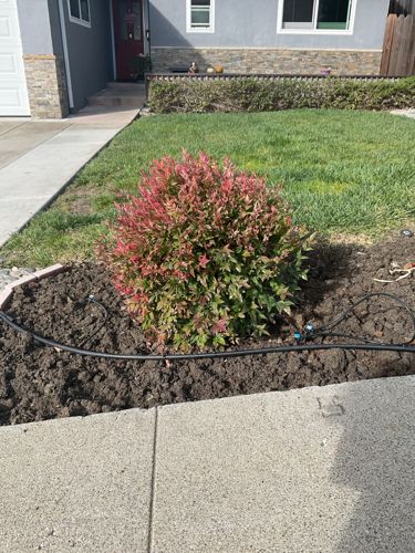 Heavenly Bamboo (specifically the 'Gulf Stream' variety)