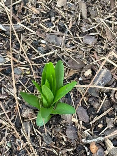 Grape Hyacinth