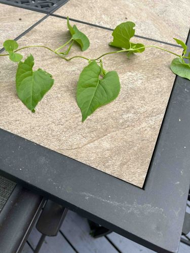 Field Bindweed