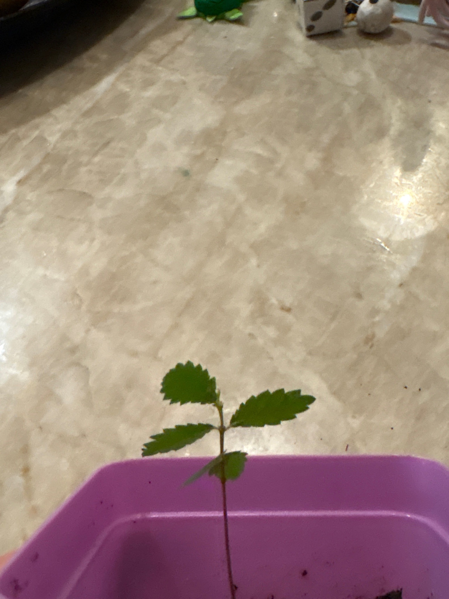 Siberian Elm seedling