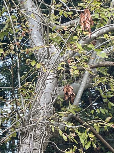 Ash tree (likely Oregon Ash or similar species)