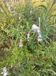 Field Thistle, Canada Thistle