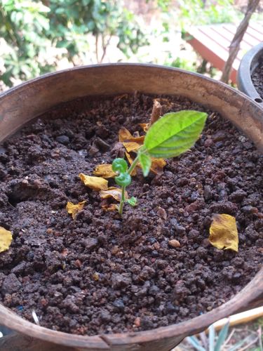 Ayahuasca (Banisteriopsis caapi)