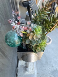 Echeveria (a type of succulent)