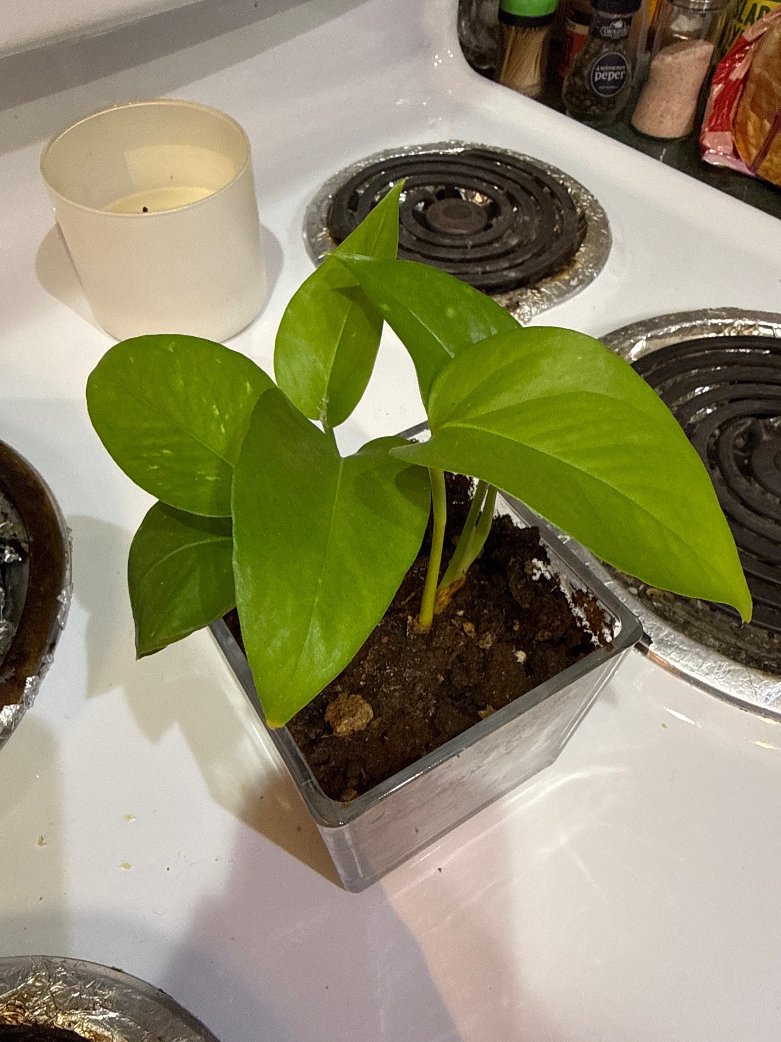 Golden Pothos (Devil's Ivy)