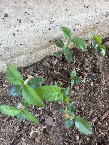 Elm Seedlings