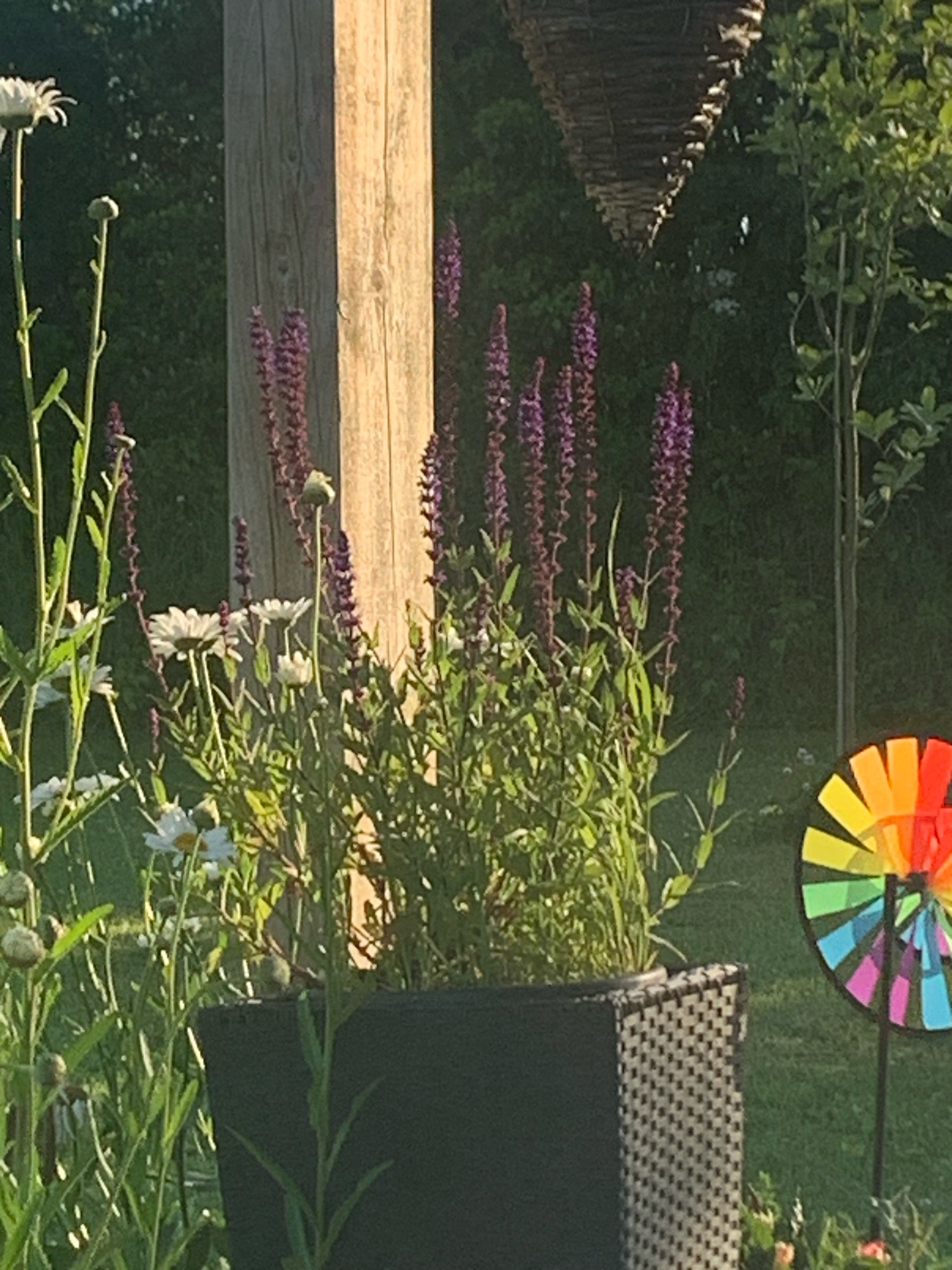 Hardy Sage / Woodland Sage