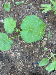 Okra