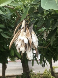 Kapok Tree / White Silk Cotton Tree