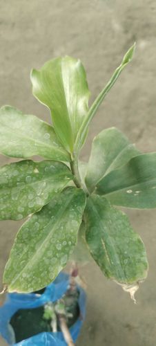 Insulin Plant