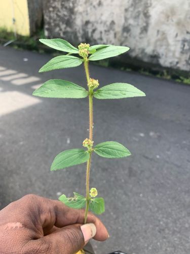 Garden spurge, Asthma-plant, Hairy spurge, Pill-bearing spurge