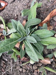 Great Mullein