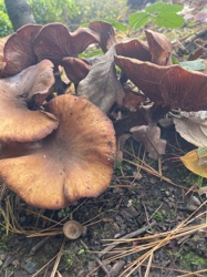 Velvet Shank (Winter Mushroom)