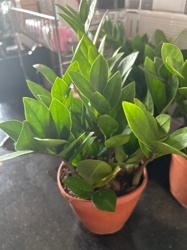 ZZ Plant (Zamioculcas zamiifolia)