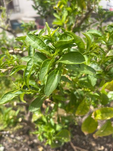 Night-blooming Jasmine