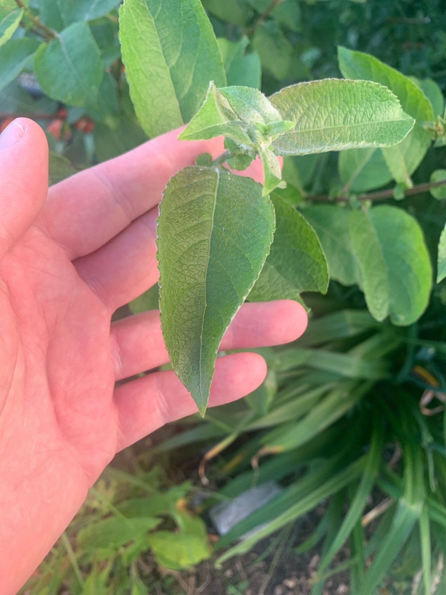Butterfly Bush