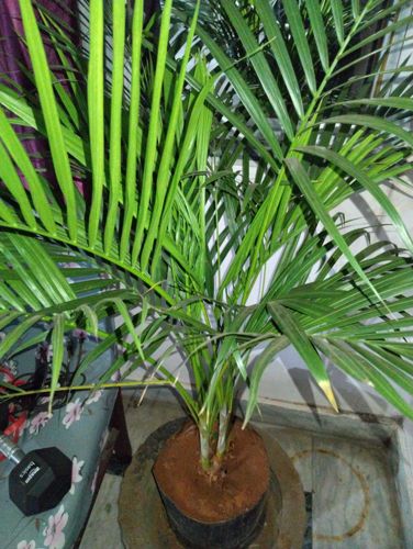 Areca Palm
