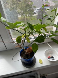 Chili Pepper Plant