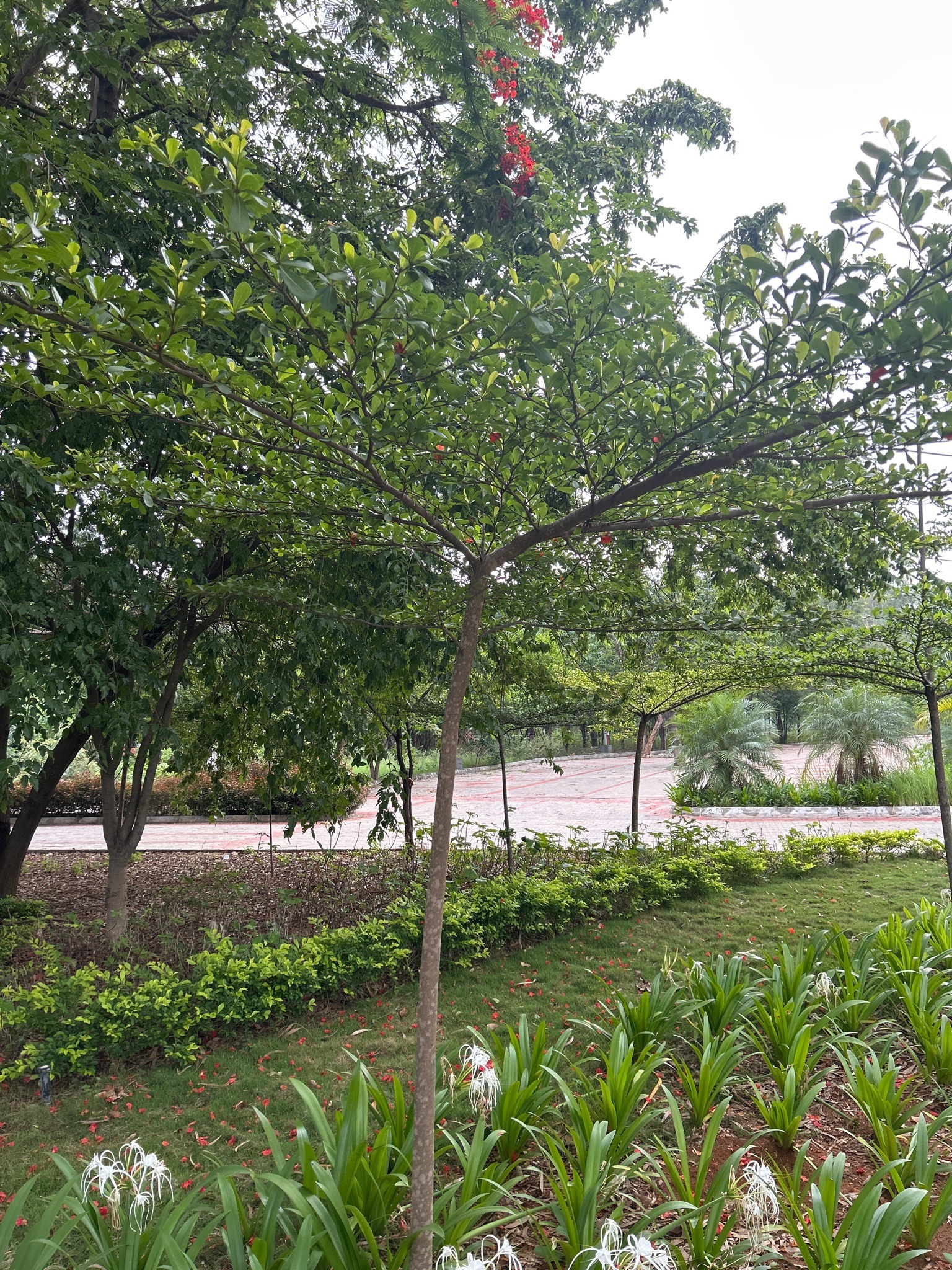 Madagascar Almond