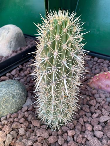 Arizona Organ Pipe Cactus