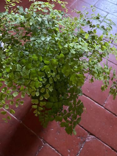 Delta Maidenhair Fern