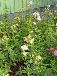 Soapwort