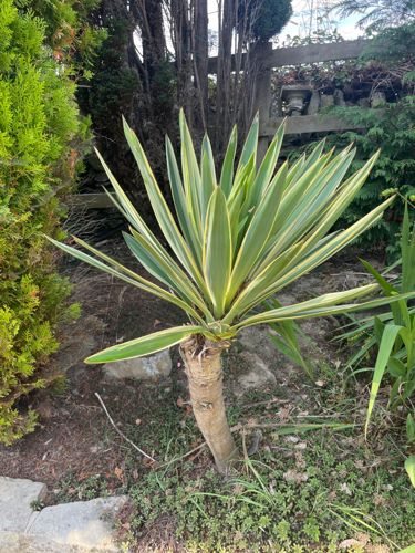 Variegated Yucca