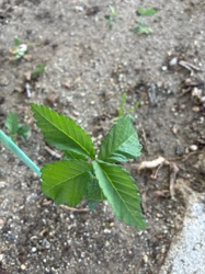 American Elm