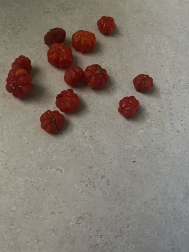 Surinam Cherry
