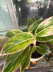 Chinese Evergreen (Aglaonema 'Pink Dalmatian')