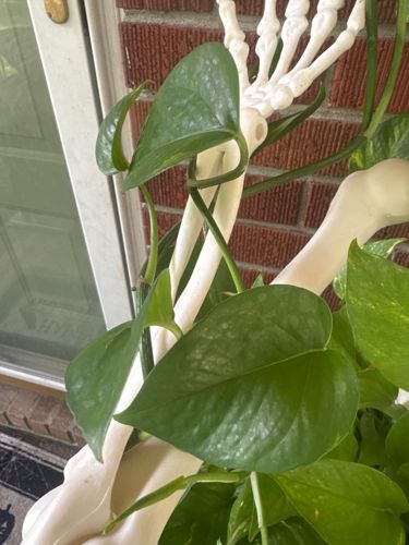 Pothos, also known as Devil's Ivy