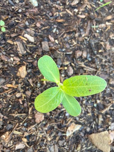 Due to the very early stage of growth (seedling), it is not possible to accurately identify the specific plant name. Many different plants have similar-looking cotyledons.