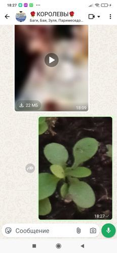 Nicotiana (Tobacco plant seedling)