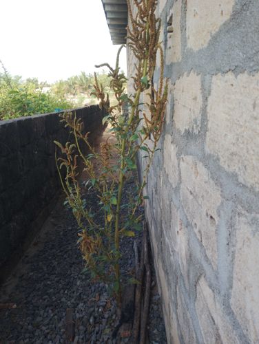 Spiny Amaranth