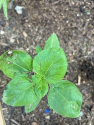 Unidentifiable seedling