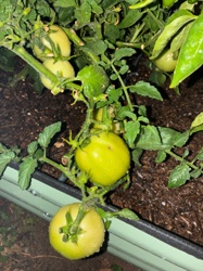 Tomato