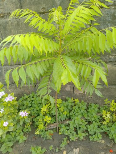 Curry Leaf Tree