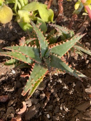 Tiger Tooth Aloe or Crocodile Aloe