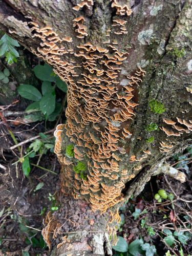 Turkey Tail Mushroom