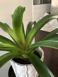 Clivia miniata