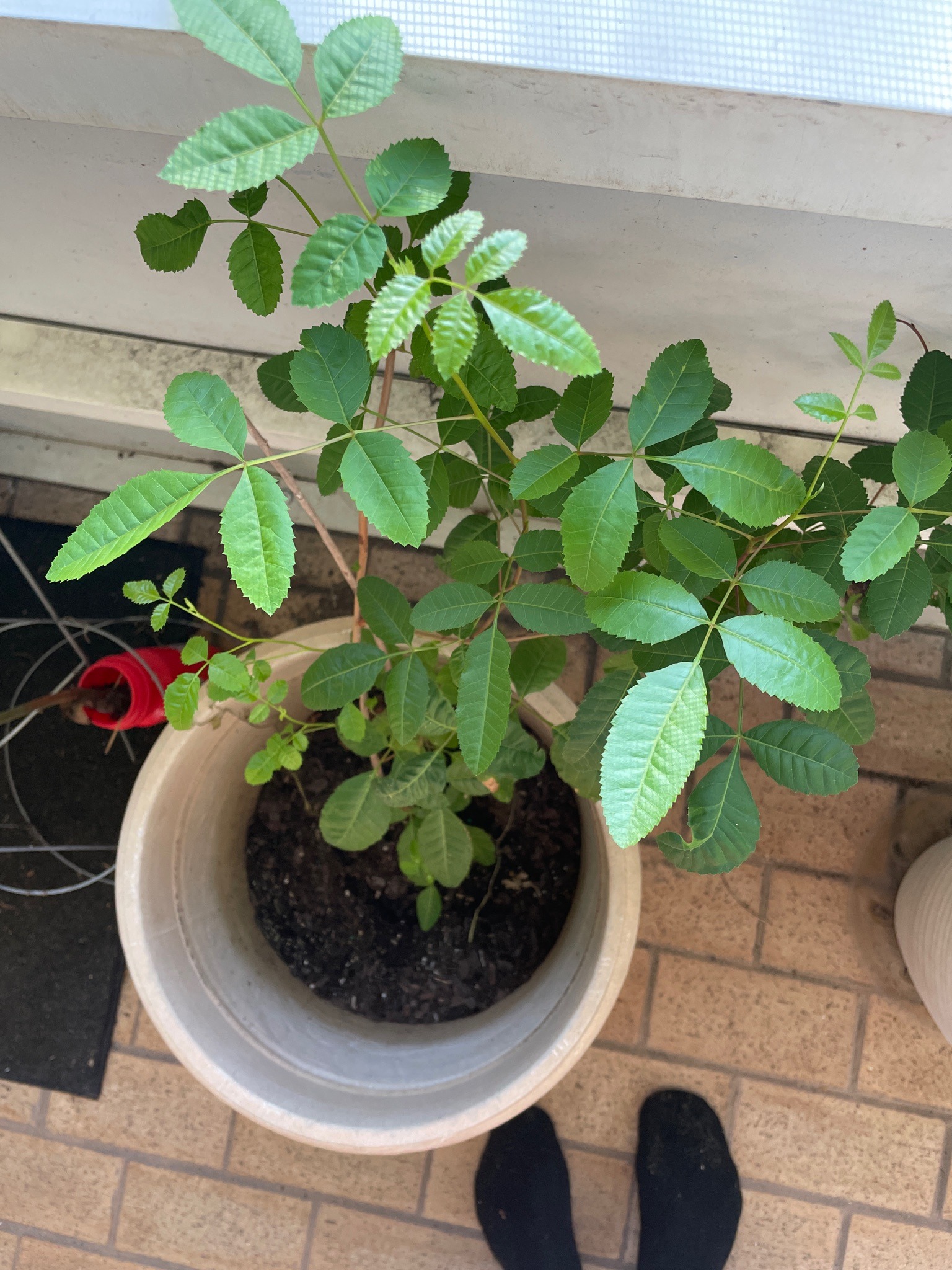 Brazilian Pepper Tree