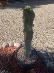 Peruvian Apple Cactus (Crested Form)