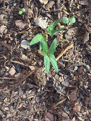 Arrowhead Vine, or Syngonium