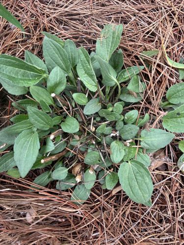 Broadleaf Plantain