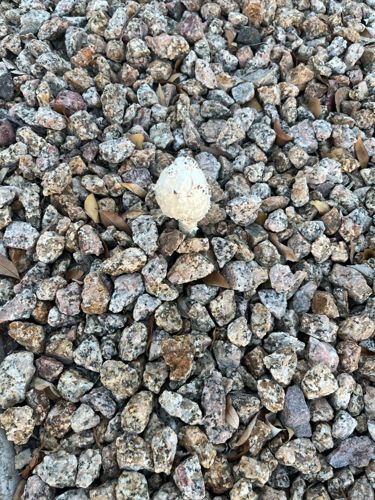 Puffball Mushroom